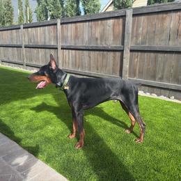 Ares - Cropped Adult Male DISCOUNT - Black and rust male Doberman Pinscher puppy in Spencer, Indiana from Jackson's Dobermans