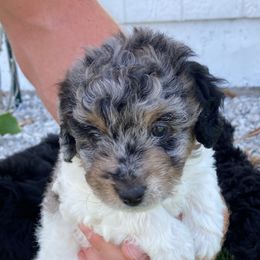 Aussiedoodle Puppies from Olive Tree Mini Aussiedoodles