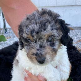 Aussiedoodle Puppies from Olive Tree Mini Aussiedoodles