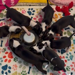 Italian Greyhound Puppies from Integra Italian Greyhounds