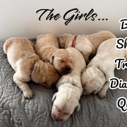 Golden Retriever Puppies from High Desert Goldens, LLC