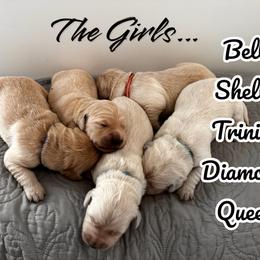 Golden Retriever Puppies from High Desert Goldens, LLC