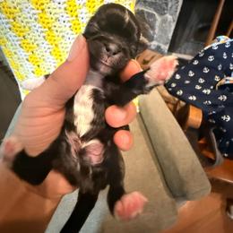 Boy 4 - Silver male Shih Tzu puppy in Suwanee County, Florida from Everlasting Shih Tzu