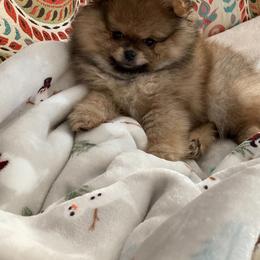 Pomeranian Puppies from Donna Gaspich