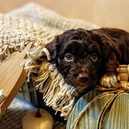 Aussiedoodle, Bernedoodle, and Poodle Puppies from Sis' Doodles & Poodles