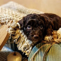 Aussiedoodle, Bernedoodle, and Poodle Puppies from Sis' Doodles & Poodles
