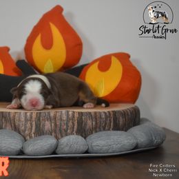 Australian Shepherd Puppies from Starlit Grove Australian Shepherds