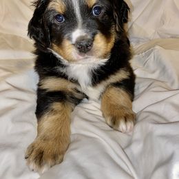 Aussiedoodle, Bernedoodle, and Goldendoodle Puppies from Elle and Oak Farms