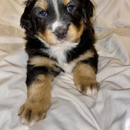 Aussiedoodle, Bernedoodle, and Goldendoodle Puppies from Elle and Oak Farms