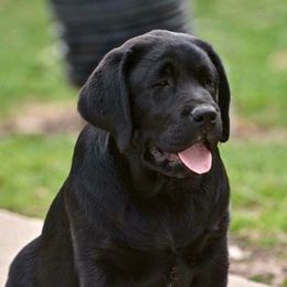 Labrador Retrievers from Big Sky Labradors
