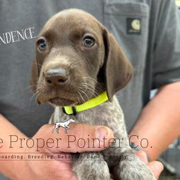 Independence - female German Shorthaired Pointer puppy in Six Mile, South Carolina from The Proper Pointer Co.