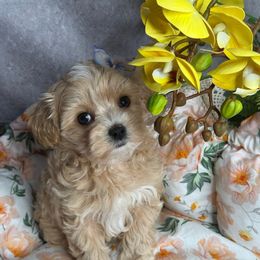 SOFIA - Apricot female Maltipoo puppy in California from Yorkie & Maltese Royalty