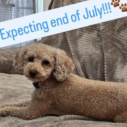 Primm - Assorted Doodle Crosses