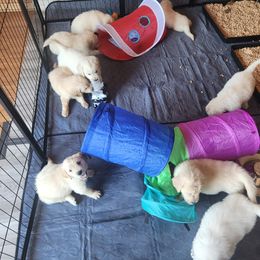Golden Retriever Puppies from Seascape Golden Retrievers