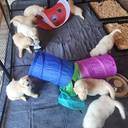 Golden Retriever Puppies from Seascape Golden Retrievers
