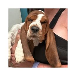 Basset Hound Puppies from Jen's Bassets