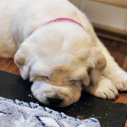 Labrador Retriever Puppies from Treasure Mountain Labrador Retrievers