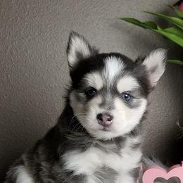 Pomskies from Shoreline Pomskies