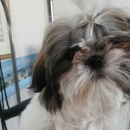 Valentino - Tricolor Shih Tzu puppy in Banning, California from Chibisue Shih Tzus