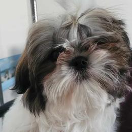 Valentino - Tricolor Shih Tzu puppy in Banning, California from Chibisue Shih Tzus