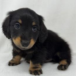 Axl - Black and tan male Dachshund puppy in Pulaski, Tennessee from Billboard Doxies