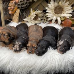 Dachshund Puppies from CR Kennels