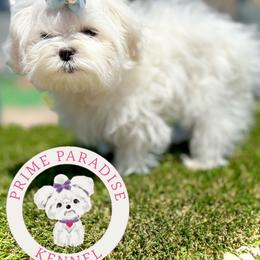 Annie mea - White female Maltese puppy in Upland, California from Prime Paradise Kennel