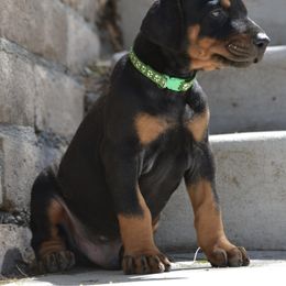 Doberman Pinscher Puppies from Obsidian Kennels