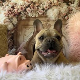 Bulldog and French Bulldog All Grown Up from Southern Standard Bulldogs