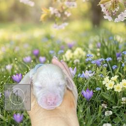 Ranger - CKC Registered EE Cream :: Light Blue - Dapple male Dachshund puppy in Erick, Oklahoma from 4-L Backyard Dach