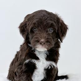 Keeley - female Golden Mountain Doodle puppy in Fleming, Colorado from Vandenbark Doodles