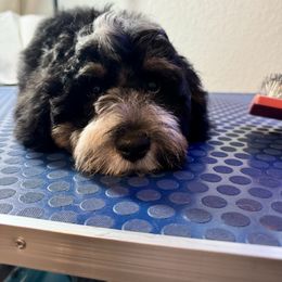 Australian Labradoodle, Bernedoodle, Cavapoo, and Poodle Puppies from Walk with Me Doodles