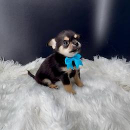 Woody - Black and tan male Chihuahua puppy in Simpsonville, South Carolina from N&T's Chihuahuas