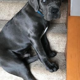 Cane Corso from Ironside Cane Corso