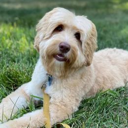 Oakley - Australian Labradoodle