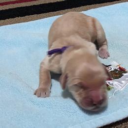 Golden Retriever Puppies from Goldens of Heritage Oaks