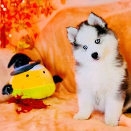 “MoonMoon” - VP Black Magic Welcome To The Smoke Show - Black and white Pomsky puppy in Homer, Alaska from Vulpini Arctic Spitz