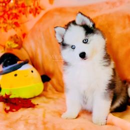 “MoonMoon” - VP Black Magic Welcome To The Smoke Show - Black and white Pomsky puppy in Homer, Alaska from Vulpini Arctic Spitz