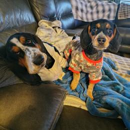 Basset Hound and Beagle Puppies from Orange Mountain Basset Hounds & Beagles