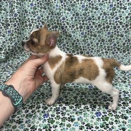 Comet - Sable spotted white male Chihuahua puppy in Palmyra, Indiana from Country Star Chihuahuas
