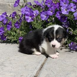 Pembroke Welsh Corgi Puppies from Whistling Wind Corgi’s