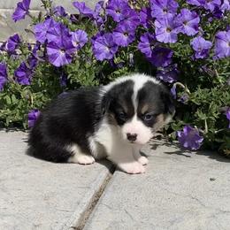 Pembroke Welsh Corgi Puppies from Whistling Wind Corgi’s