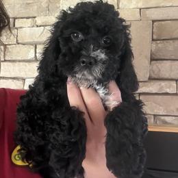 Leonora - Black female Cockapoo puppy in Connersville, Indiana from MoonShine Babies
