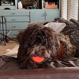 Jovi - Australian Labradoodle