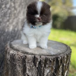 Companion Cross, French Bulldog, Goldendoodle, Pomeranian, and Yorkshire Terrier Puppies from Dbos Furry Friends