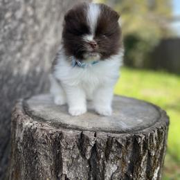 Companion Cross, French Bulldog, Goldendoodle, Pomeranian, and Yorkshire Terrier Puppies from Dbos Furry Friends