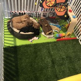 Cavachon, Cavalier King Charles Spaniel, and Cavapoo Puppies from Comfort Cavs