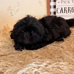 Max - Black male Shih Tzu puppy in Hibbing, Minnesota from Iron Range Shih Tzu and Puppies