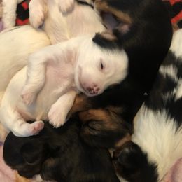 Yorkshire Terrier Puppies from Jackie Jenny’s Precious Yorkies