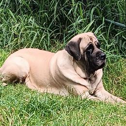 Penny - Mastiff